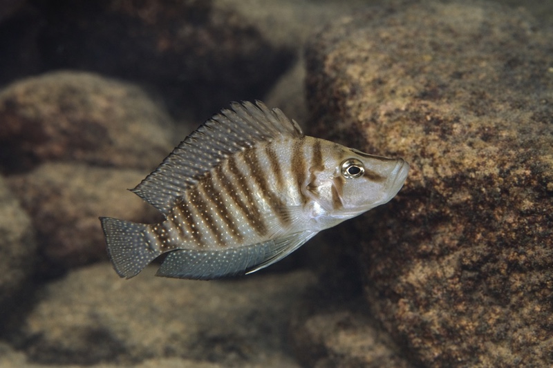 Altolamprologus compressiceps 'Kerenge Island'